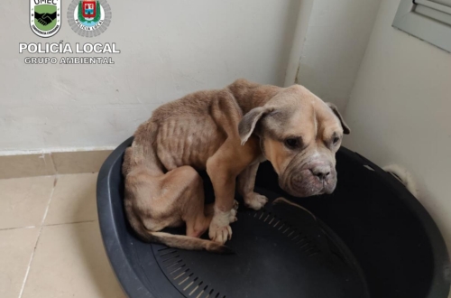 La Policía Local investiga a dos personas por un presunto delito de maltrato animal con resultado de muerte