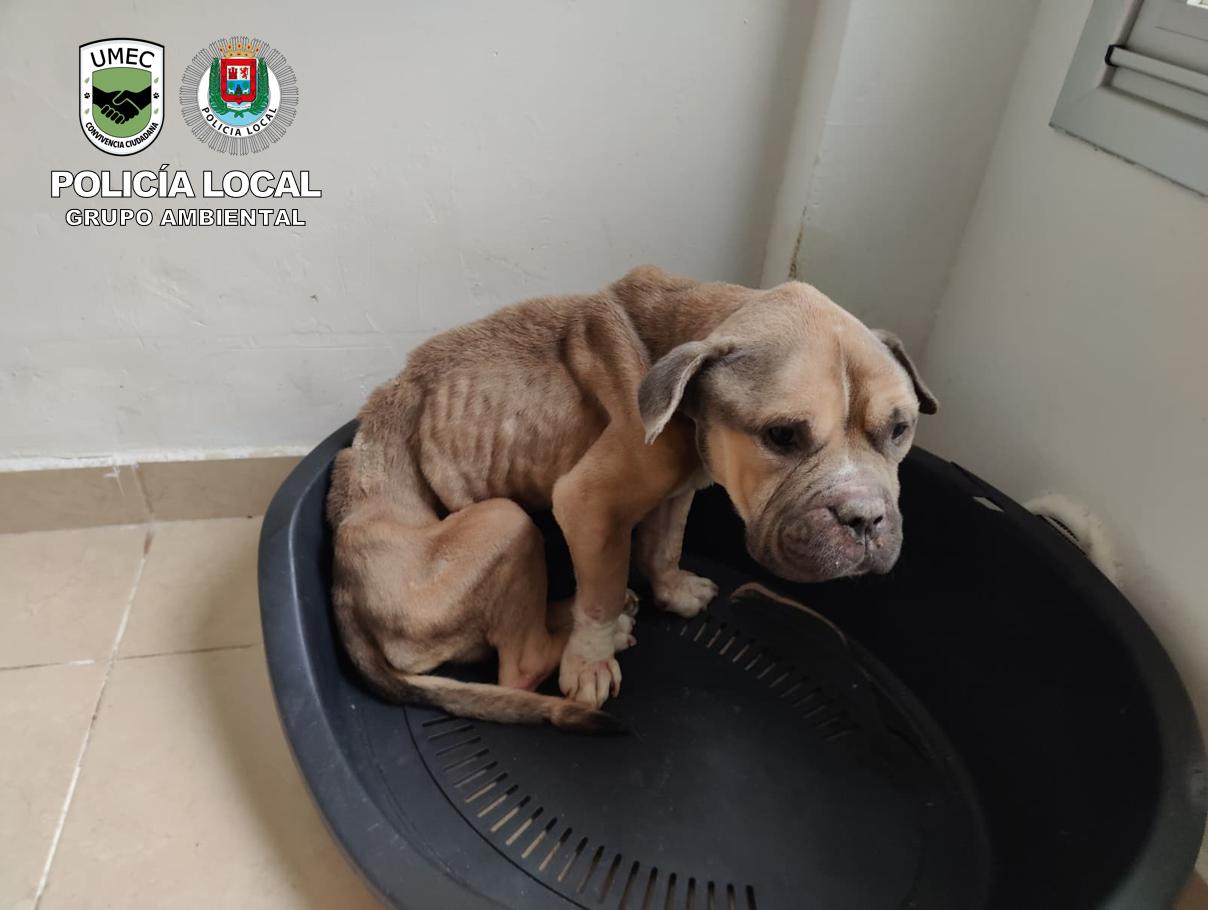 Animal retirado por la UMEC de la Policía Local